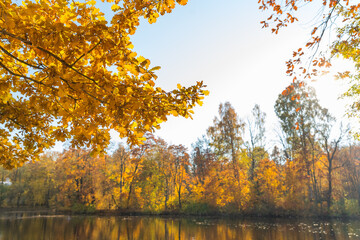 Wall Mural - colorful autumn oak leaves on a background of lake and sky in sunny weather.yellow autumn leaves and