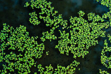 Common Duckweed Green  ( Lemna Minor L. ) Floating On Water In The Pond Texture. Background, Top View  Dniester