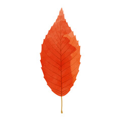 Wall Mural - Vector watercolor illustration of an autumn red leaf isolated on background.