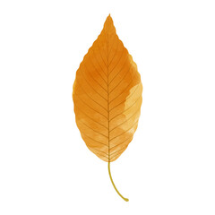Wall Mural - Vector watercolor illustration of an autumn yellow leaf isolated on background.
