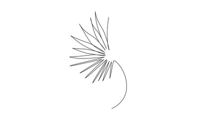 Wall Mural - animated self drawing of single continuous line draw livistona rotundifolia leaf. botany concept for