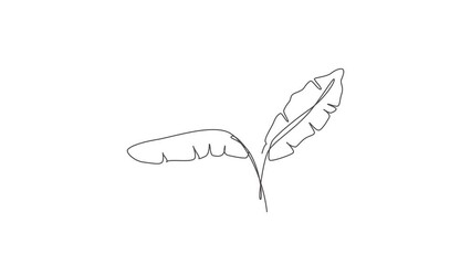 Wall Mural - animated self drawing of continuous line draw tropical banana leaf. organic minimal natural eco conc