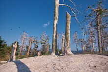 Colony Of Cormorants On A Dead Pine Trees. Batak Lake, Bulgaria