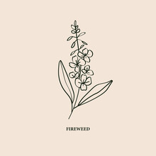 Line Art Fireweed Illustration. Botanical Logo