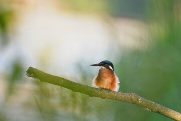 Wall Mural - Kingfisher perched on a branch in its natural habitat (Alcedo atthis) Wildlife scene from nature