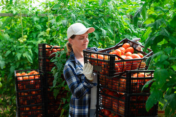 Woman farmer compiling boxes with ripe tomatoes in a greenhouse. High quality photo