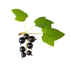 Poster - Branch of black currant with berries and leaves isolated on white background.