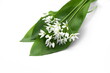 Bunch of ramson wild garlic flower heads and leaves on white isolated background.