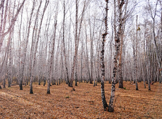 Wall Mural - Birch forest