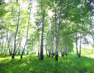 Canvas Print - Birch forest