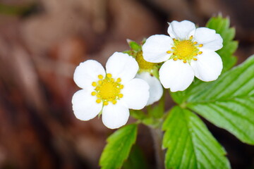 Canvas Print - Wild Strawberry Flowers in forest