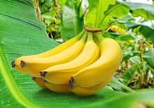 Perfect Ripe Yellow Bananas On Green Banana Leaf Close-up.