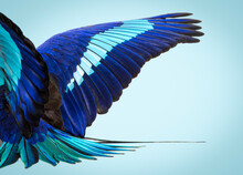 Details Macro Of Blue Feathers Wings Spread Blue-bellied Roller