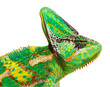 Macro on a veiled chameleon head, Chamaeleo calyptratus, isolate