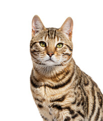 Wall Mural - Bengal cat looking at the camera, isolated on white
