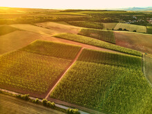 Aerial View Of Hop Fields At Sunset, Bohemia, Czech Beer