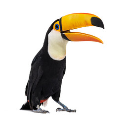 toucan toco beak open, ramphastos toco, isolated on white
