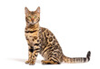 Side view of a Bengal cat sitting and looking at the camera
