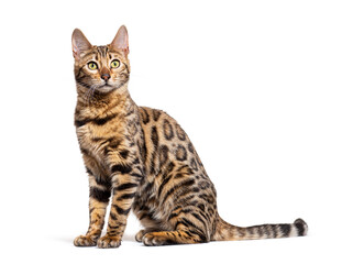 Wall Mural - Side view of a Bengal cat sit, isolated on white