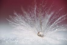 A Drop Of Water On A Dandelion