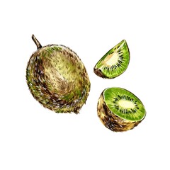 Kiwi slices illustrations isolated on white background. Fresh, tropical citrus fruit sliced. Realistic kiwi fruits hand draw watercolor illustrations.