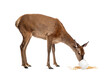 Doe eating in a white bucket, Female red deer isolated