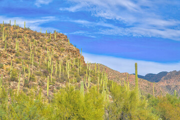 Wall Mural - Mountain slopes with saguaro cactuses at Sabino Canyon State Park in Tucson, Arizona