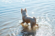 Leinwandbild Motiv Snow-White Dog Breed Japanese Spitz Walking in the Lake Water, Sunlight Blinks on the Surface