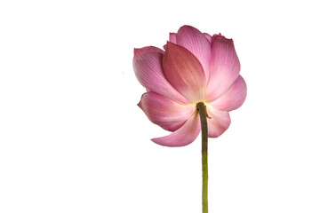 Wall Mural - A beautiful Pink lotus flower is isolated on white background.