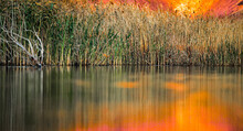 Reeds At Sunset In An Oasis In The Desert Of Israel