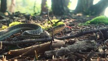 Garter Snake Slithers Through Forest In The Morning Light