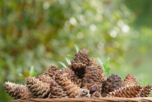 A Pile Of Pine Cones In A Basket On A Green Background