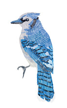 Blue Jay Illustration. Imitation Of Embroidery.