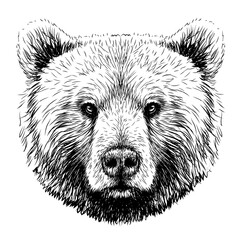 Wall Mural - bear. graphic image of a bear's head in sketch style on a white background. digital vector graphics.