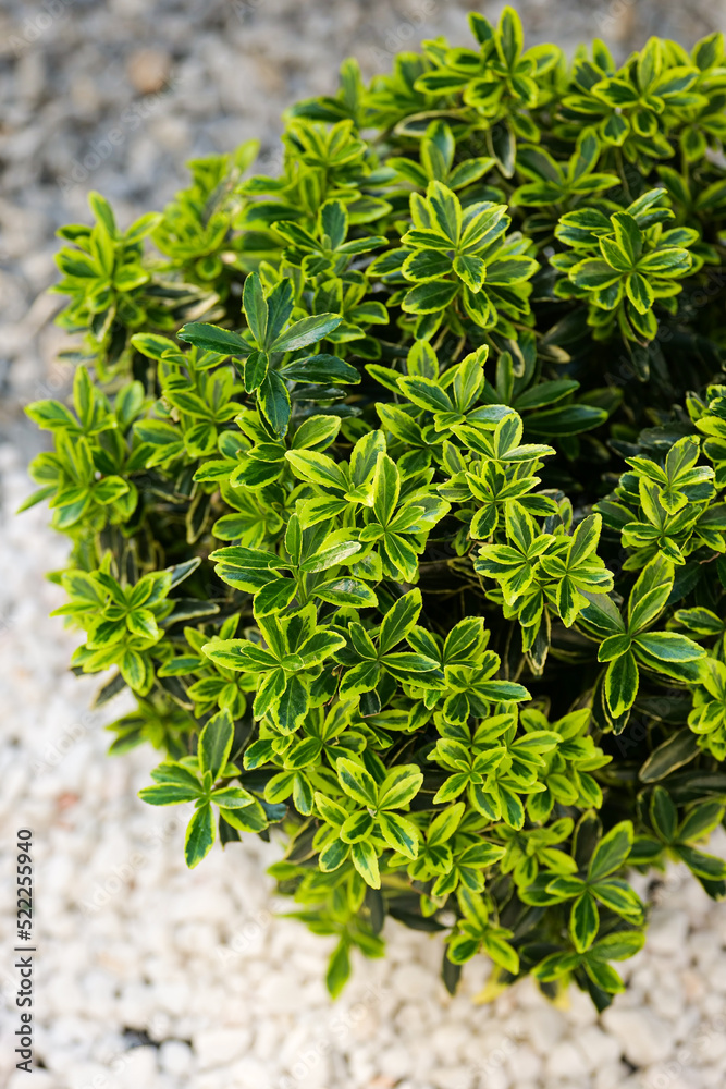 Evergreen spindle floer plant (Euonymus japonicus) photographed in a ...
