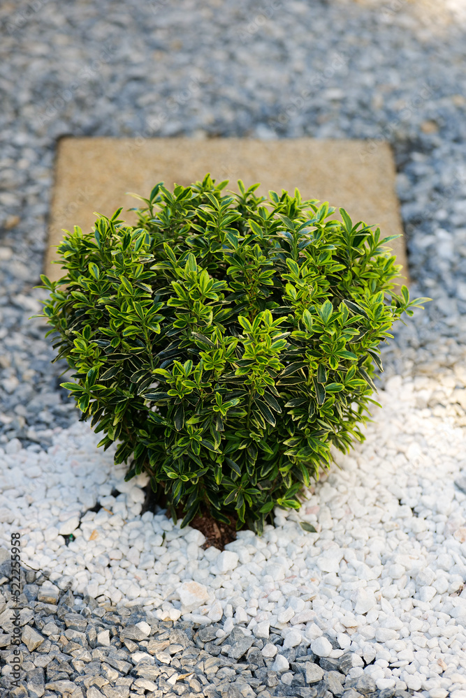 Evergreen spindle floer plant (Euonymus japonicus) photographed in a ...