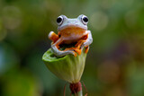 Fototapeta Zwierzęta - Rhacophorus Reinwardtii, Flying tree Frog on the branch