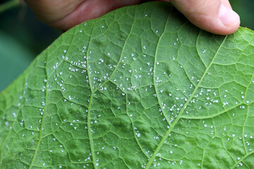 Wall Mural - Glasshouse whitefly (Trialeurodes vaporariorum) on the underside of pumpkin leaves. It is a currently important agricultural pest.