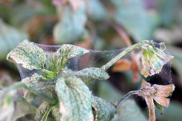 Wall Mural - Pansy plant overrun by tiny spider mites Tetranychus urticae Tetranychidae (red spider mite or two-spotted spider mite). Covered with a web that produced.