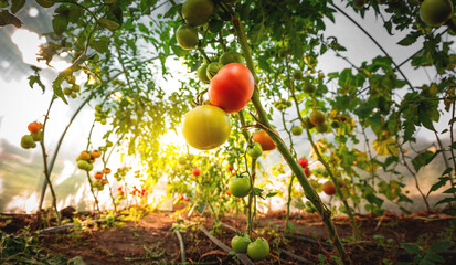 Growing red and green tomatoes. Ripe and ripening tomatoes in a home greenhouse