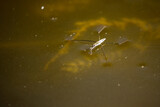 Fototapeta Dmuchawce - a common water strider on a pond
