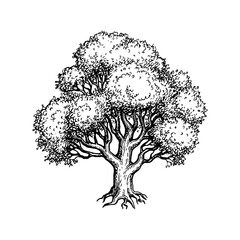 Wall Mural - oak tree ink sketch.