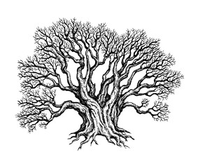 Wall Mural - withered old big yew tree.