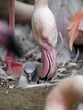 A female Rosa Flamingo, Phoenicopterus roseus, cares for a newborn chick.