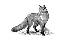 Hand Drawn Fox. Vector Black White Sketch
