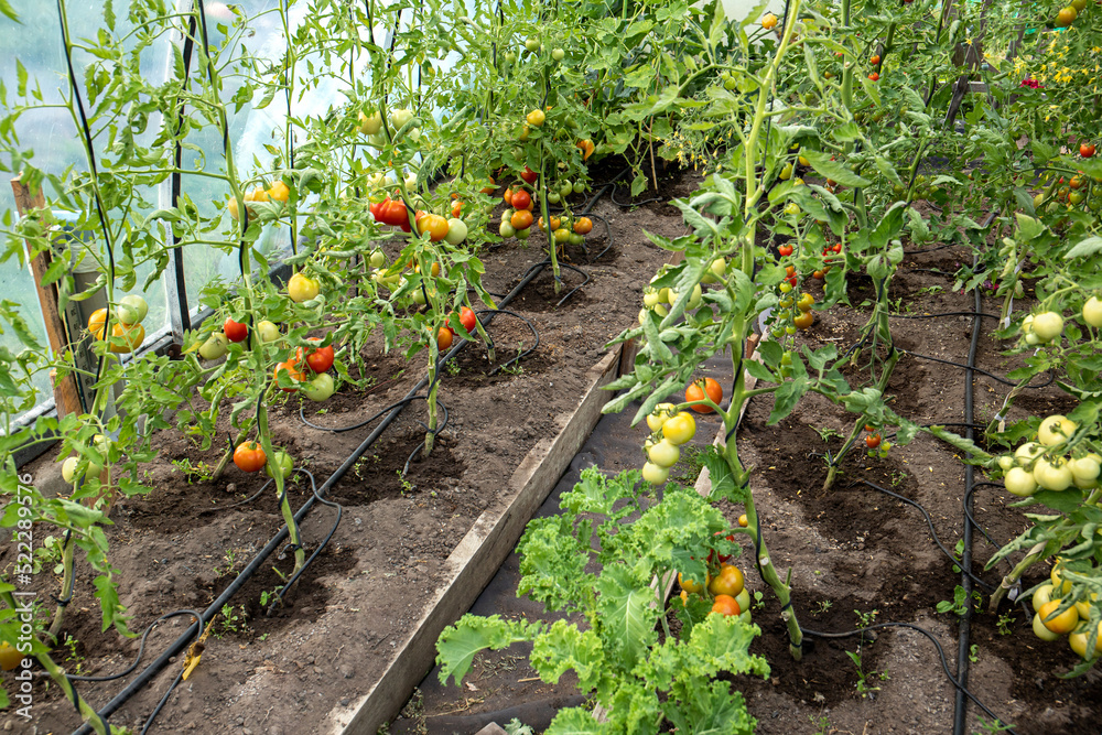 Water dripping system in home vegetable garden watering tomato plants in  greenhouse. Home use water drip irrigation system. Ripe tomatoes on stem.  Stock Photo | Adobe Stock