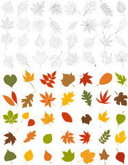 Wall Mural - set of leaves sketch on white background isolated, vector