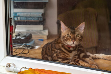 Wall Mural - Bengal cat lies on the windowsill and looks out the window