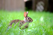 Leinwandbild Motiv Grey small hare eating grass on summer field. Wild rabbit in nature