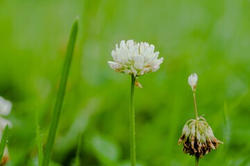 Canvas Print - Close up of a white clover flower